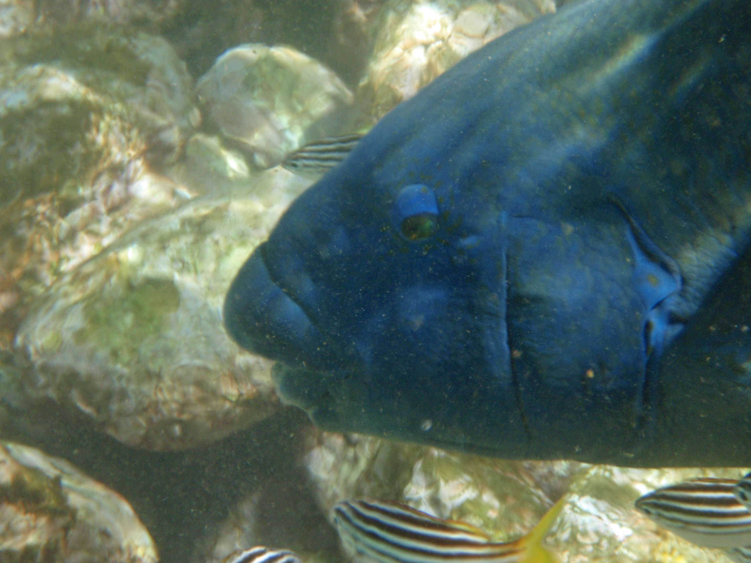 Image of blue groper