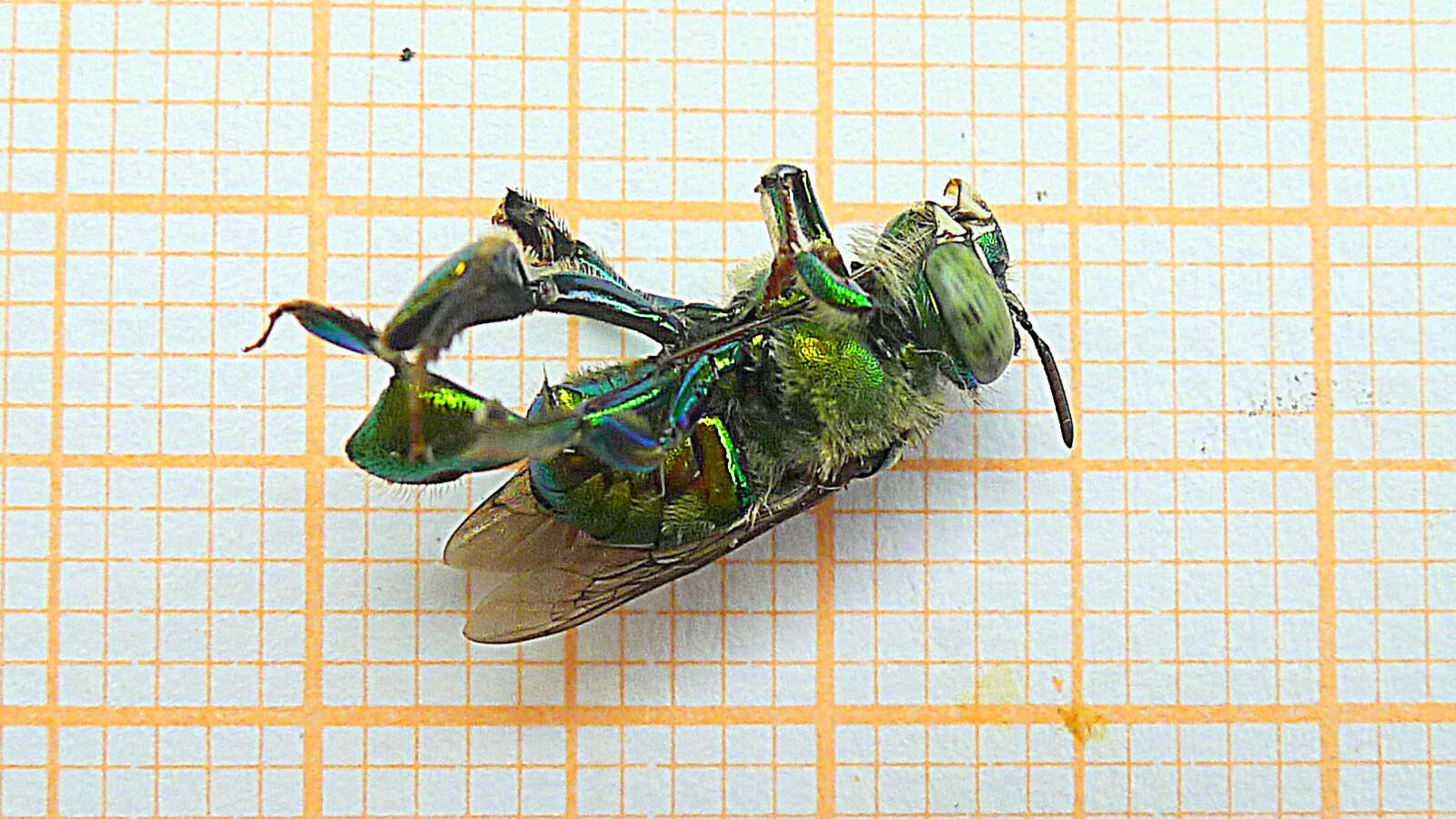 Image of Euglossa carolina Nemésio 2009