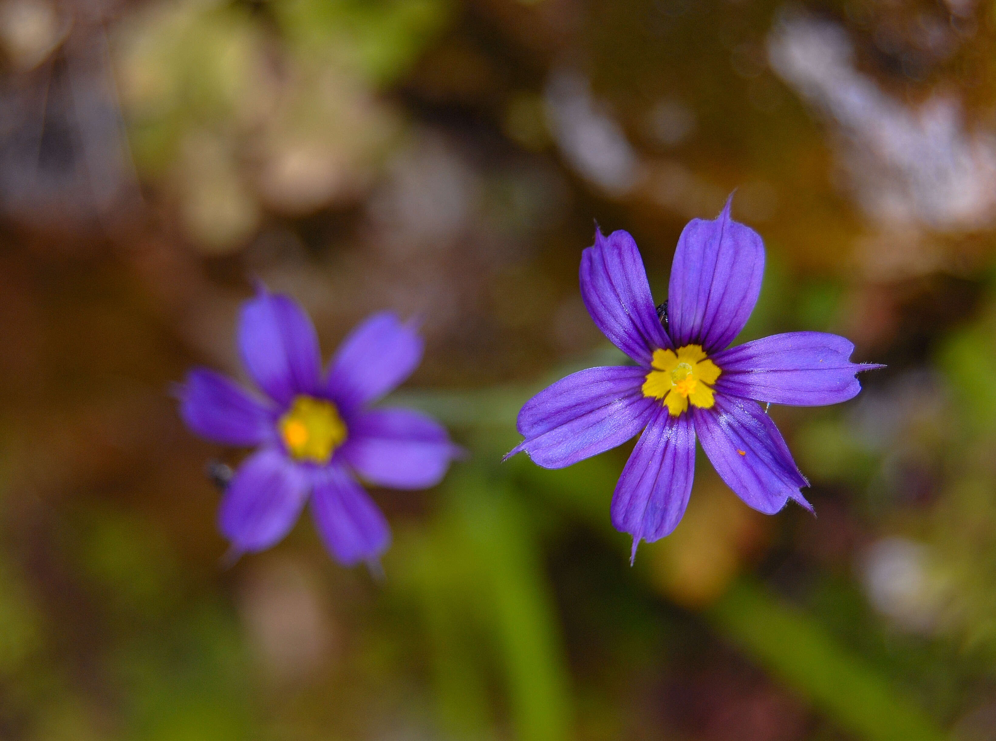 Image of Blue-eyed grass