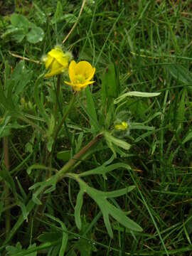 Image of hairy buttercup