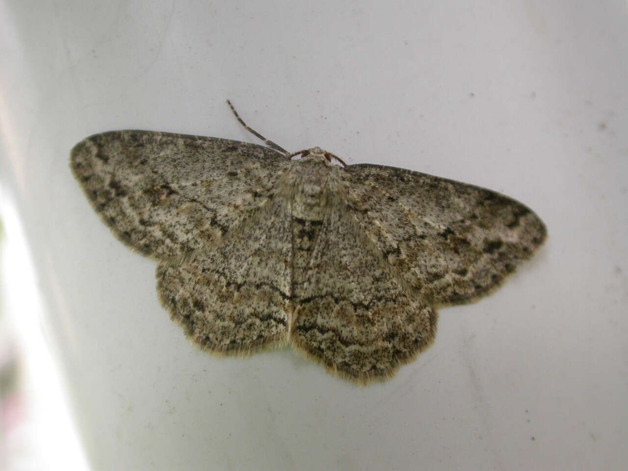 Image of The Small Engrailed