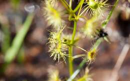 Image of Drosera peltata Thunb.