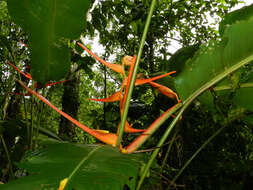 Plancia ëd Heliconia latispatha Benth.