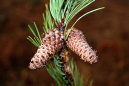 صورة Pinus contorta Douglas ex Loudon