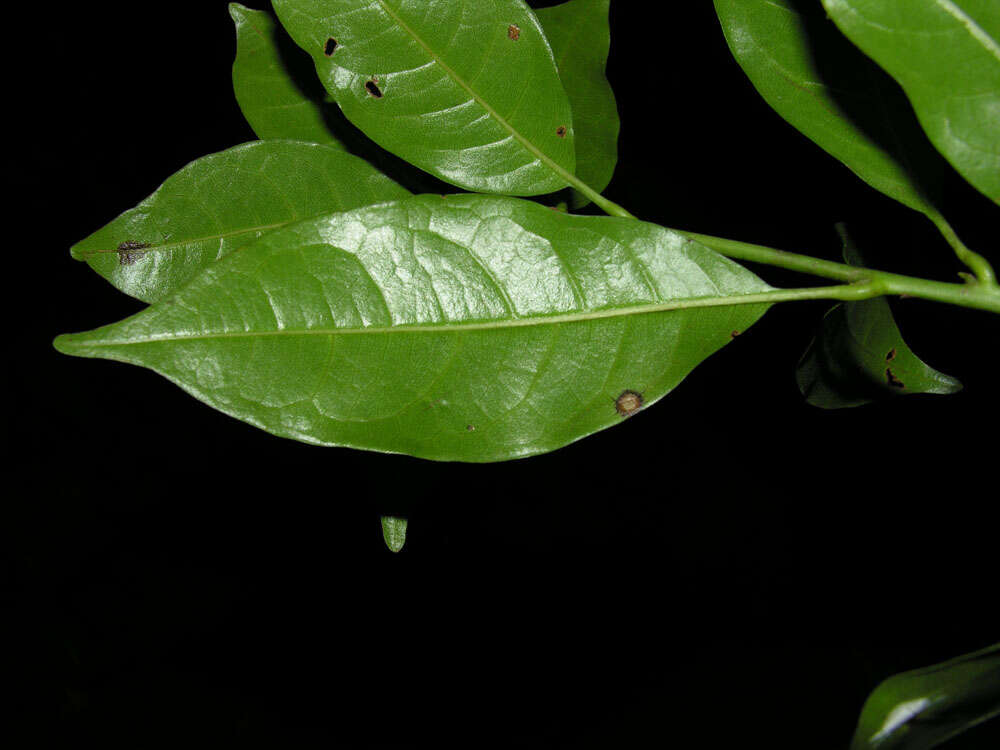 Plancia ëd Meliosma grandiflora Morton ex A. H. Gentry