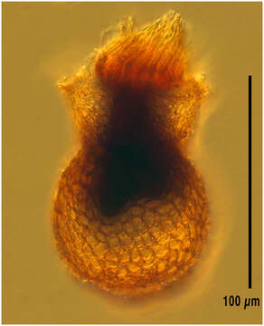 Image of Codonaria Kofoid & Campbell 1939