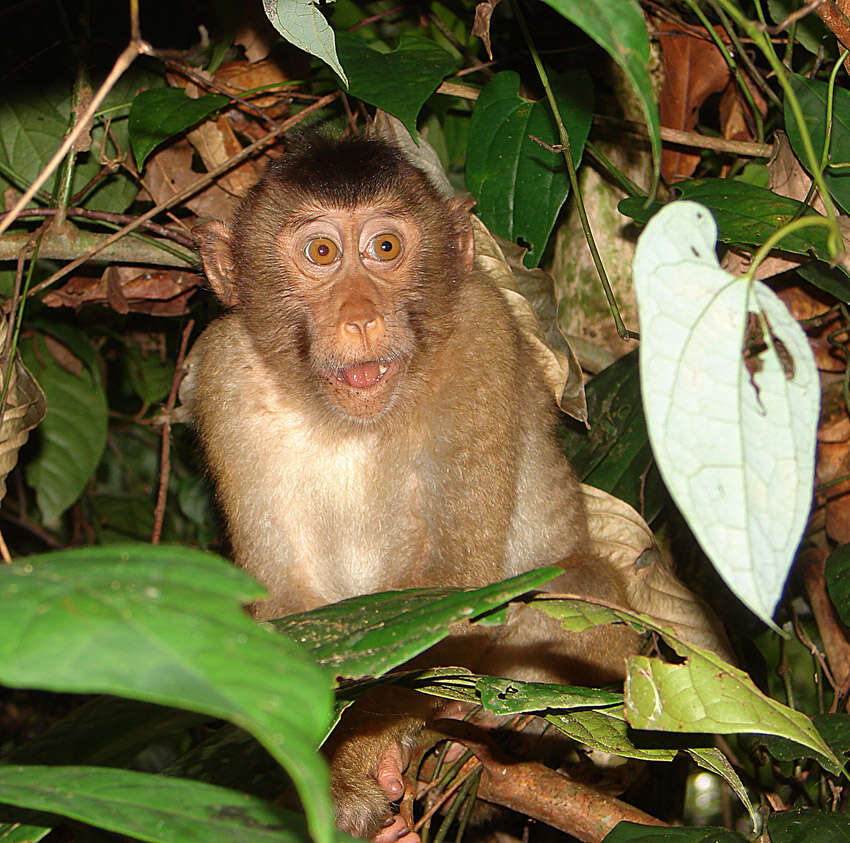 Image of macaques
