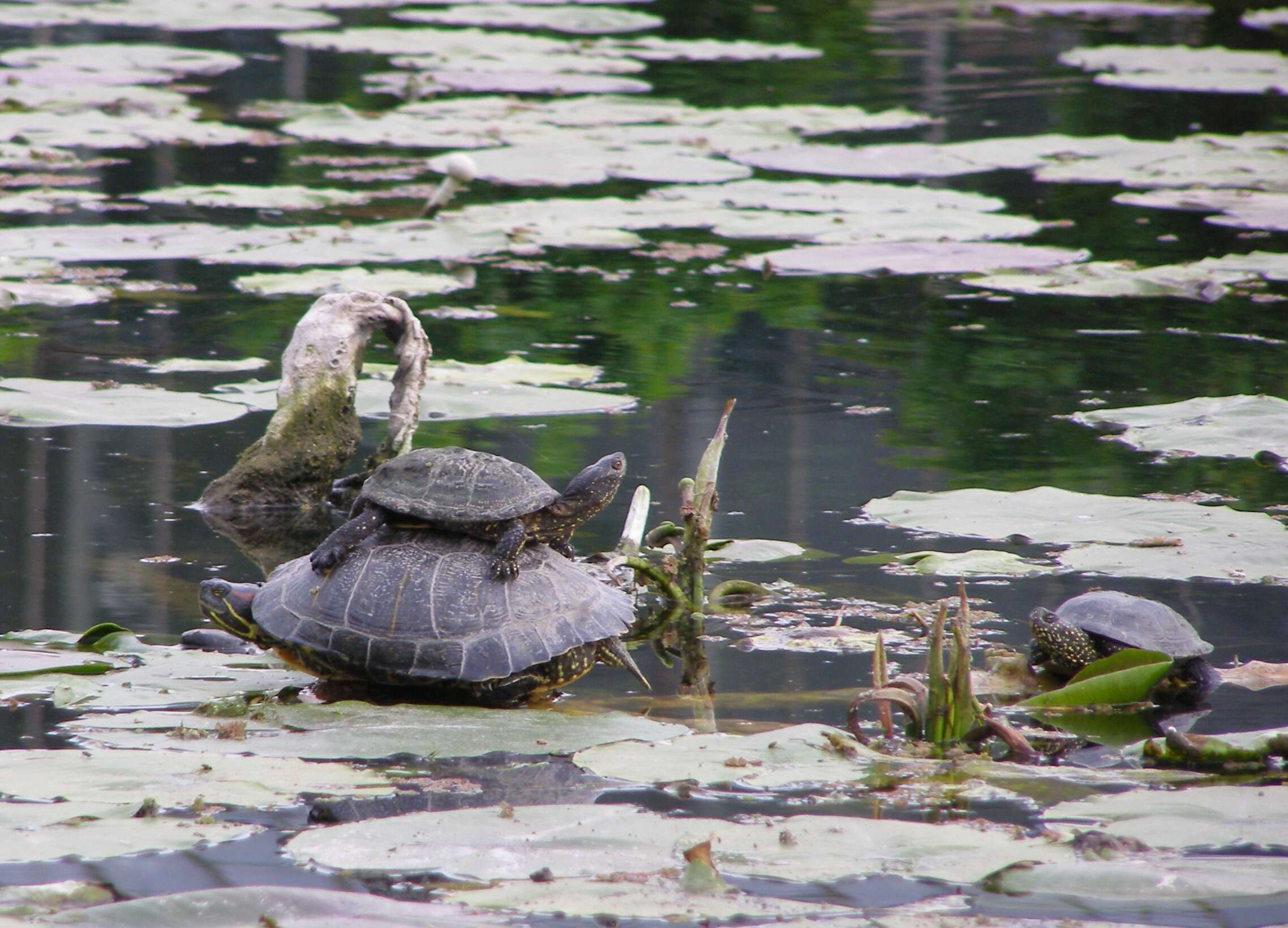 Image of Black-breasted Leaf Turtle