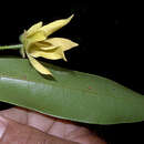 Image of Guatteria macropus Mart.