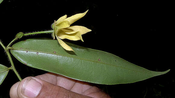 Image of Guatteria macropus Mart.