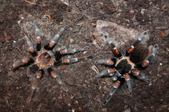 Image de Tarantule à genoux de feu du Mexique