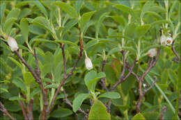 Image of Vaccinium uliginosum subsp. microphyllum Lange