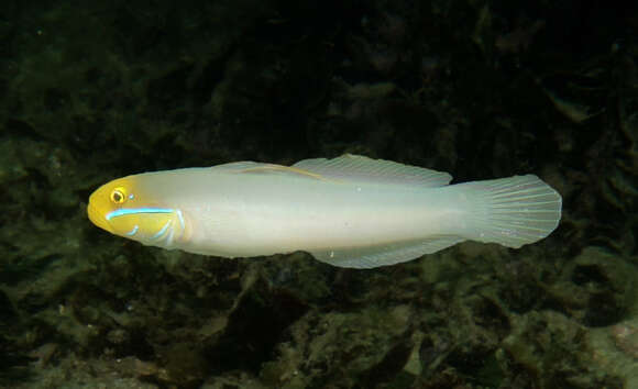 Image of Blueband goby