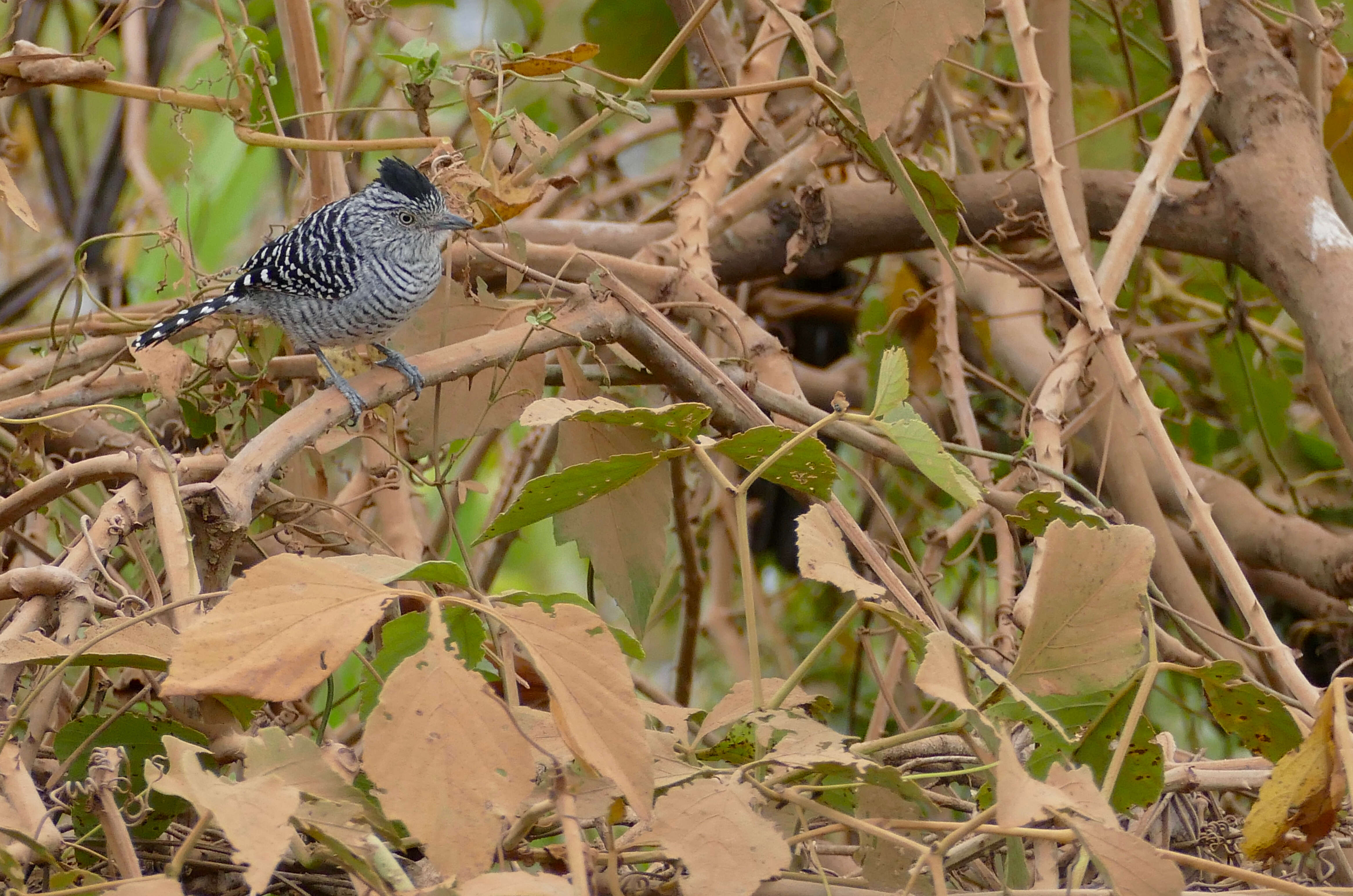 Image of Barred Antshrike