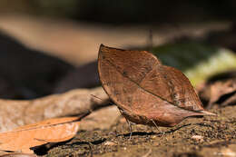 Image of Sahyadri blue oakleaf