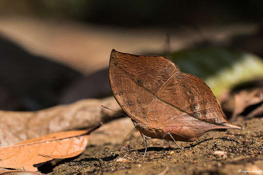 Image of Sahyadri blue oakleaf