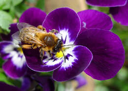 Andrena nigroaenea (Kirby 1802) resmi