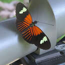 Imagem de Heliconius melpomene aglaope