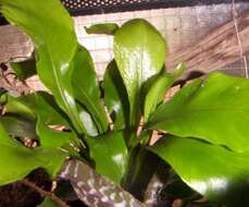 Image of spleenwort