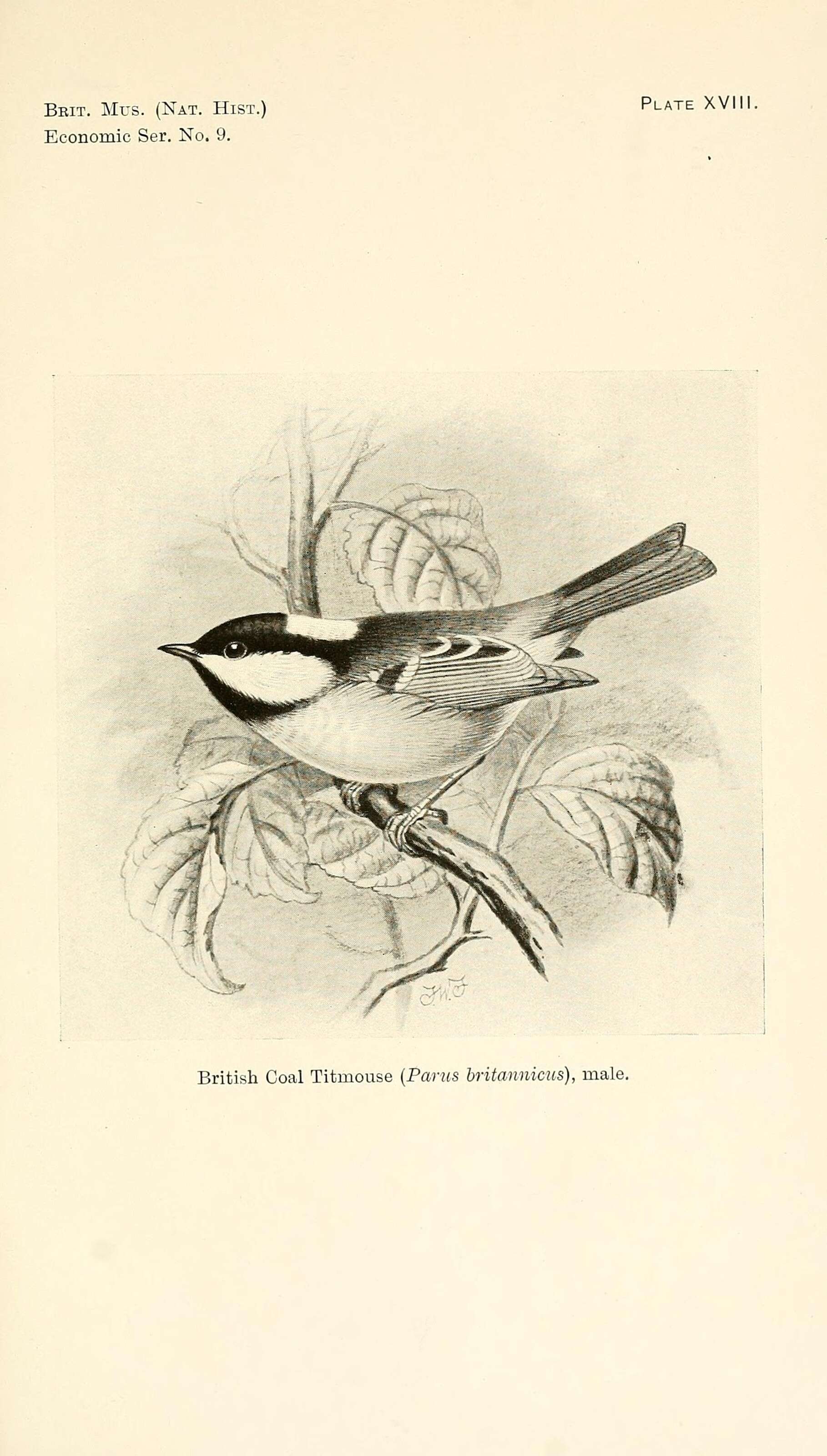 Image of Periparus Sélys-Longchamps 1884