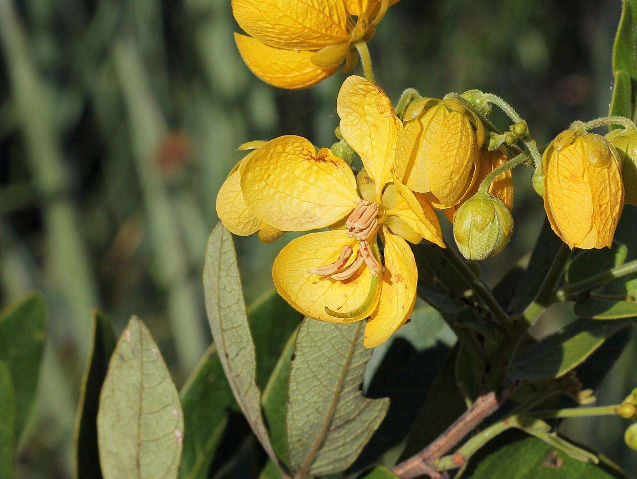 Imagem de Senna rugosa (G. Don) H. S. Irwin & Barneby