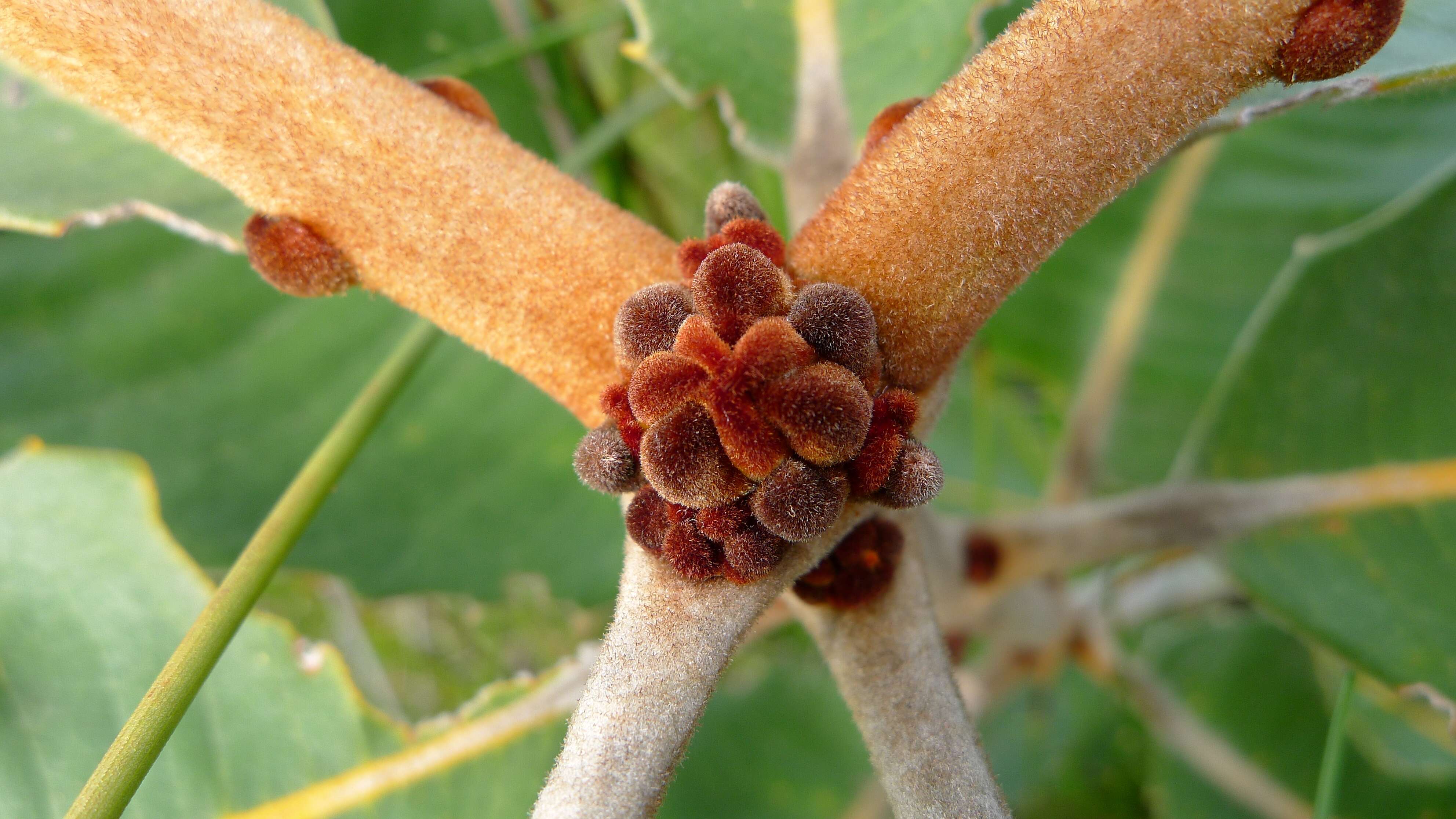 Image of banksia