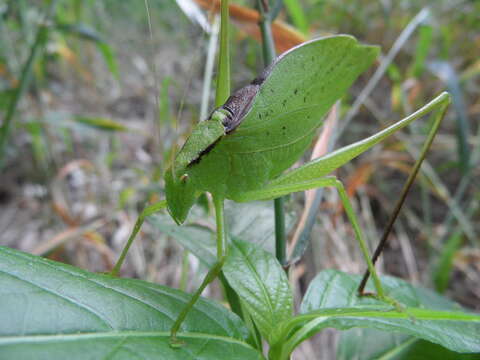 Image of Round-headed Katydids