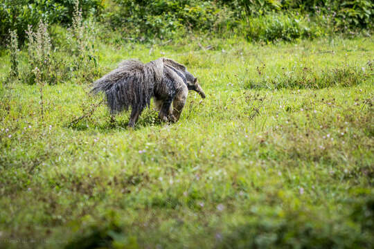 Image of Giant anteaters