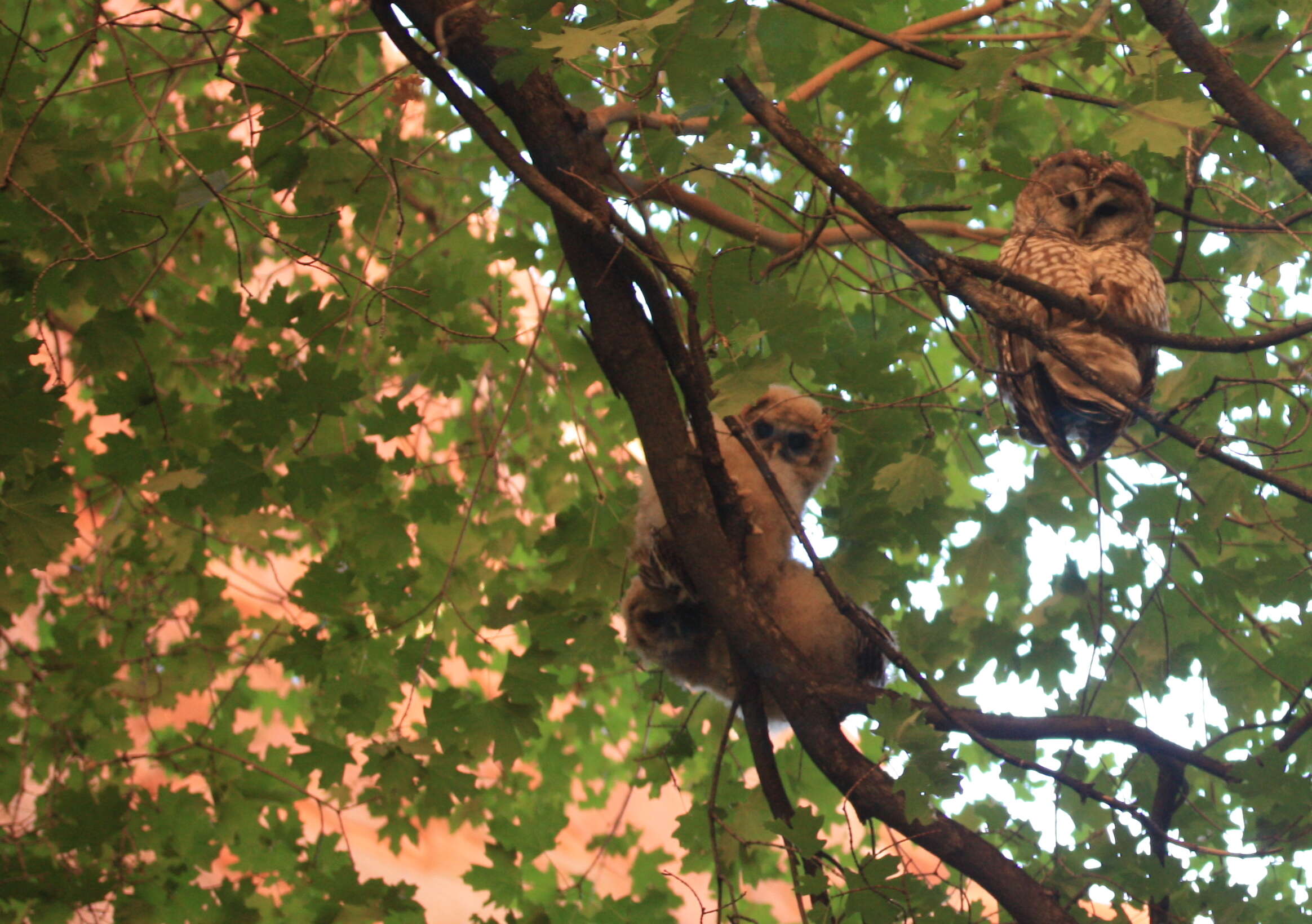 Image of Spotted Owl