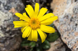 Image of Senecio papillosus F. Müll.