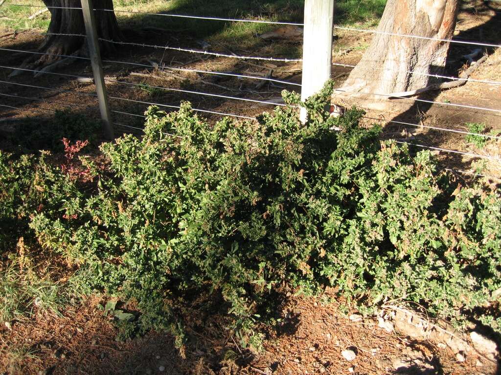 Image of Nettle-Leaf Goosefoot