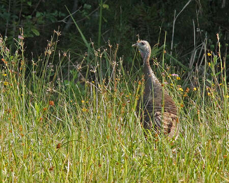 Imagem de Meleagris gallopavo Linnaeus 1758