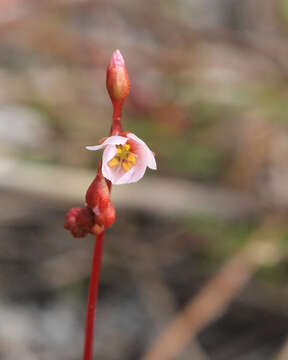 Image of pink sundew