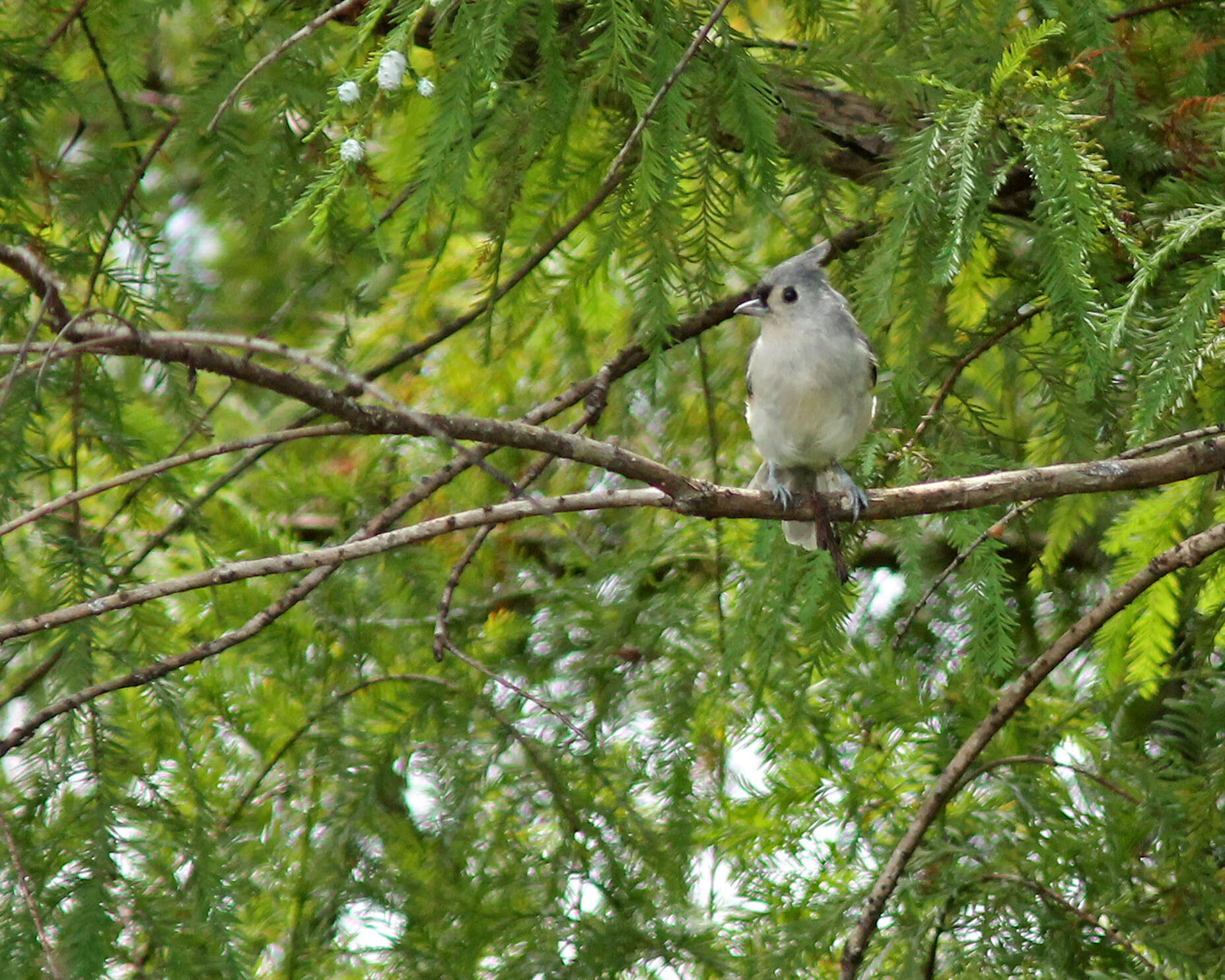 Image of American Titmice