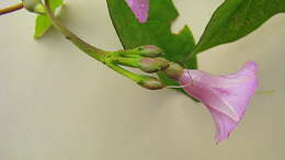 Image of Ipomoea cynanchifolia Meisn.