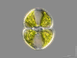 Imagem de Cosmarium botrytis