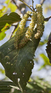 Image of Andean Alder