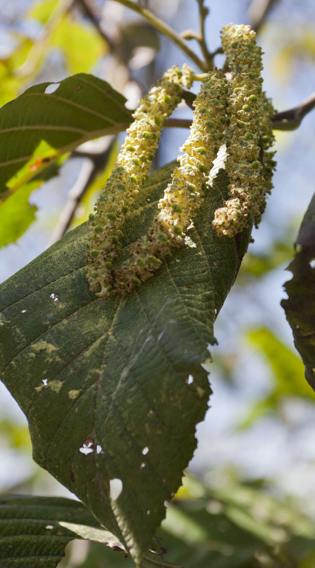 صورة Alnus acuminata Kunth