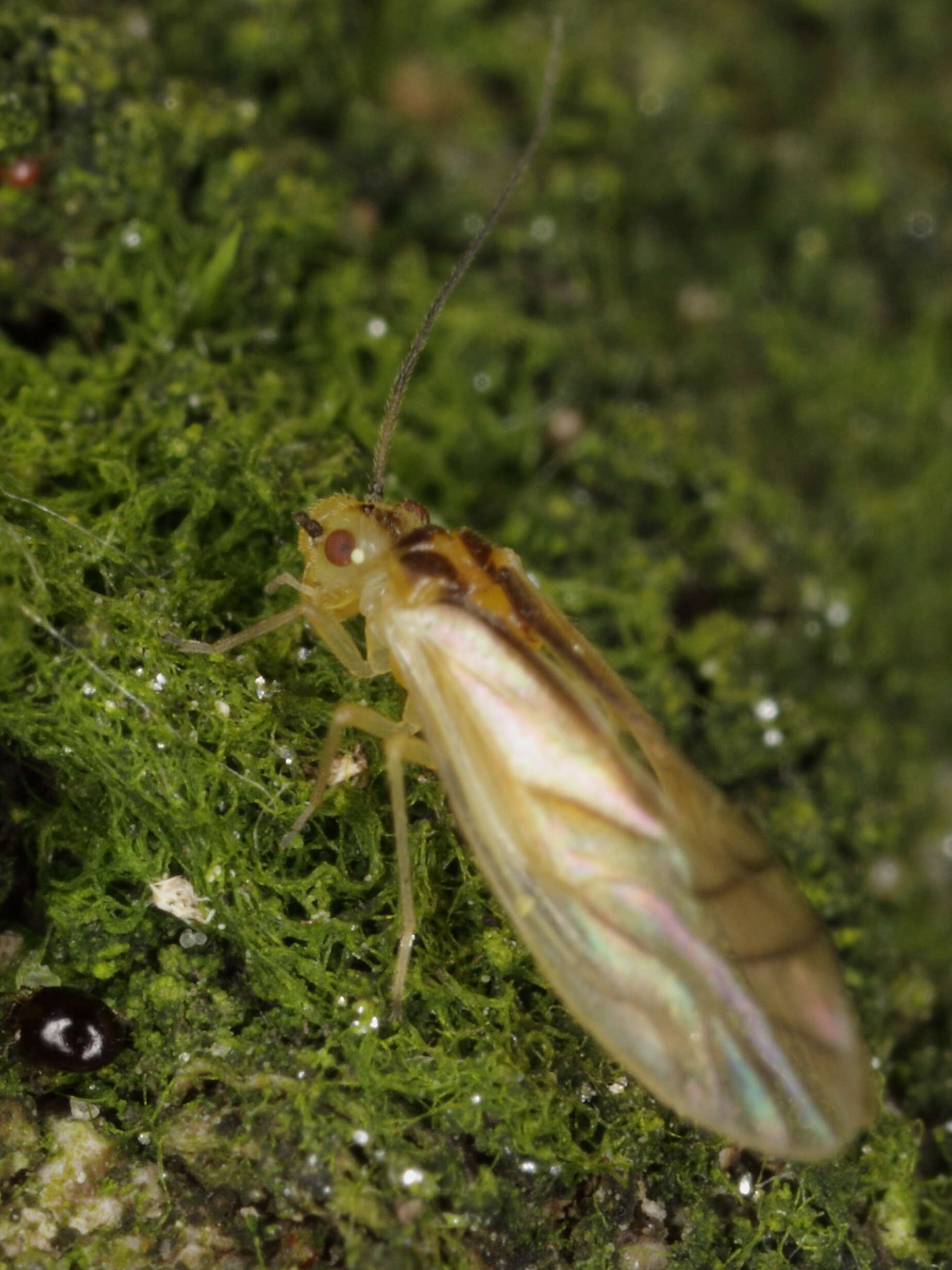 Sivun Caeciliusidae kuva