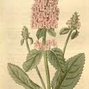 Image of Betonica officinalis subsp. officinalis