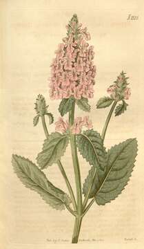 Image de Betonica officinalis L.