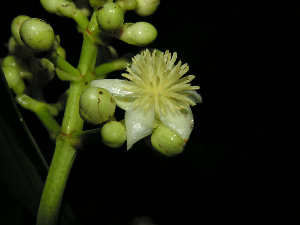 Image of Chrysochlamys skutchii B. E. Hammel