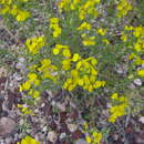 Image of greenstem paperflower