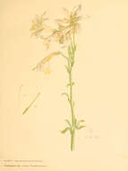 Image of Washington lily