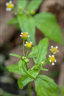 Image of Smooth peruvian daisy