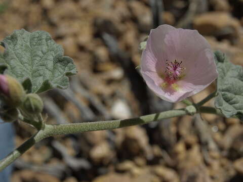 Image of desert globemallow