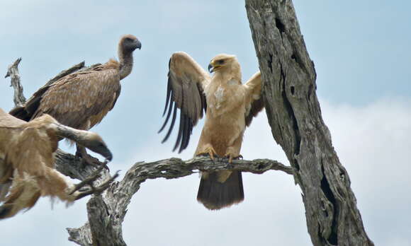 Image of Tawny Eagle