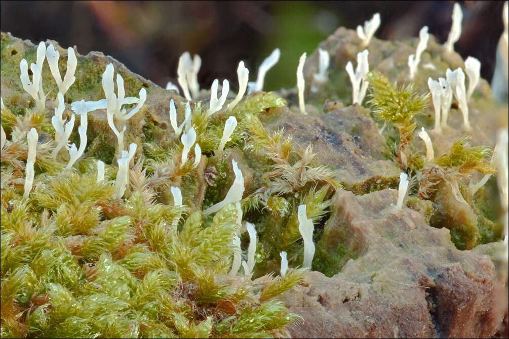 Image de Clavulinaceae