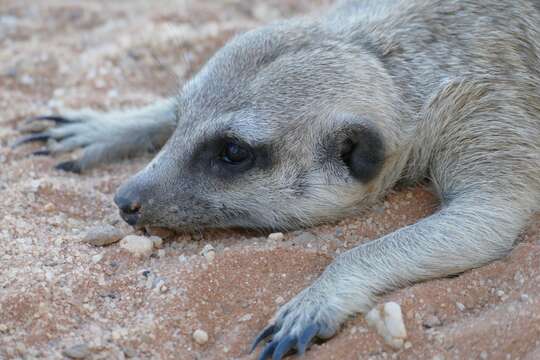 Image of Suricata Desmarest 1804