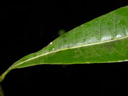 Image de Rustia occidentalis (Benth.) Hemsl.